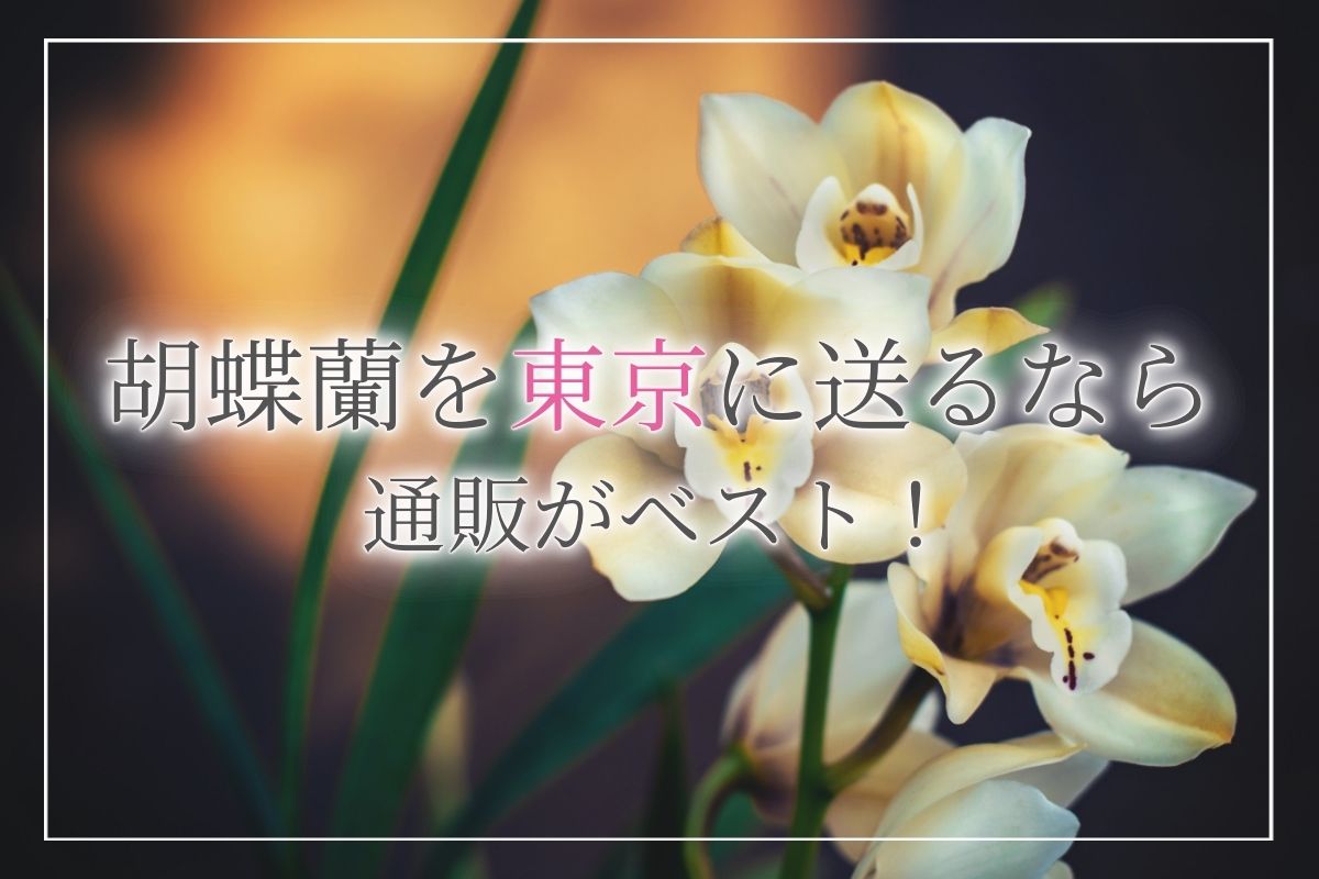 【東京に胡蝶蘭を贈りたい！】即日／翌日発送の胡蝶蘭通販サイトをご紹介！注意点も解説します